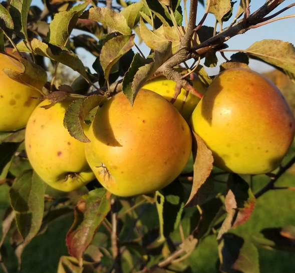 Pommier 'Goldrush'