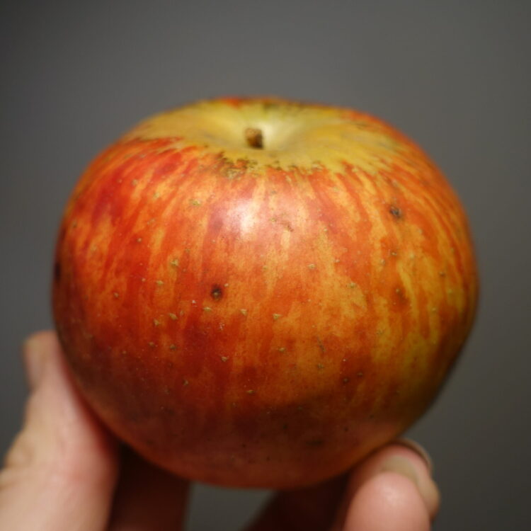 Pommier 'Museau de Lièvre'