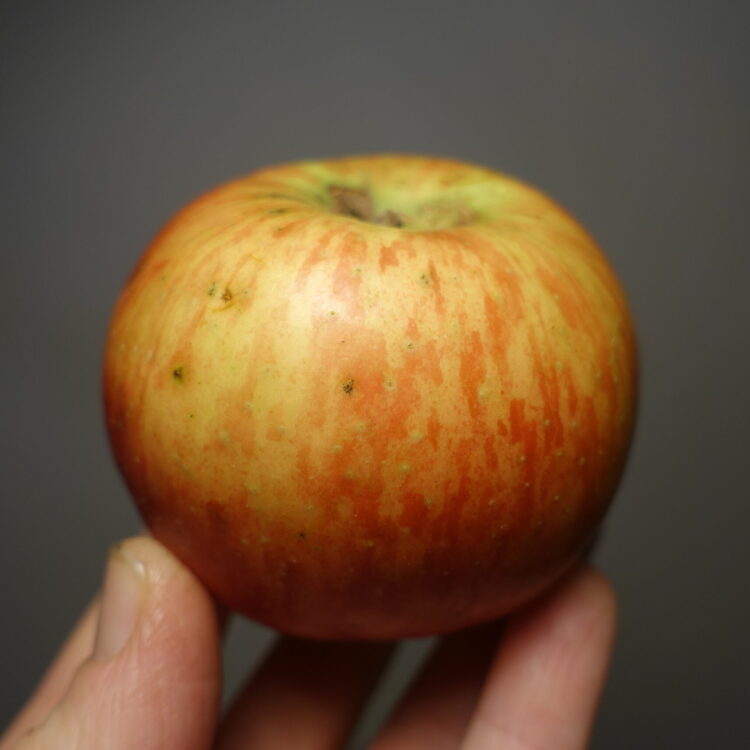 Pommier 'Nationale'