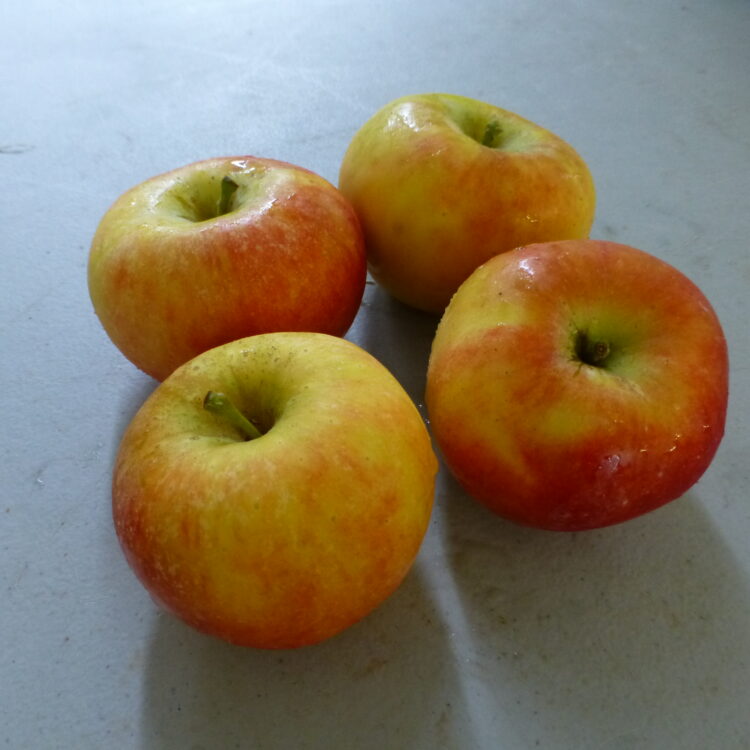 Pommier 'Pitchounette'