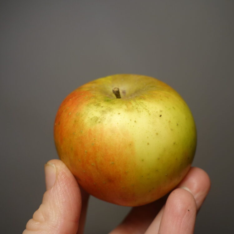 Pommier 'Reinette d'Angleterre'