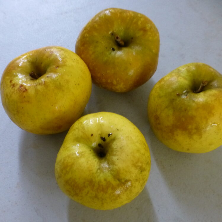 Pommier 'Reinette d'Or'