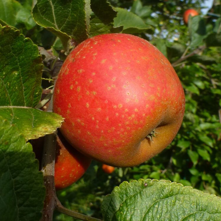 Pommier 'Udarre Sagarra'