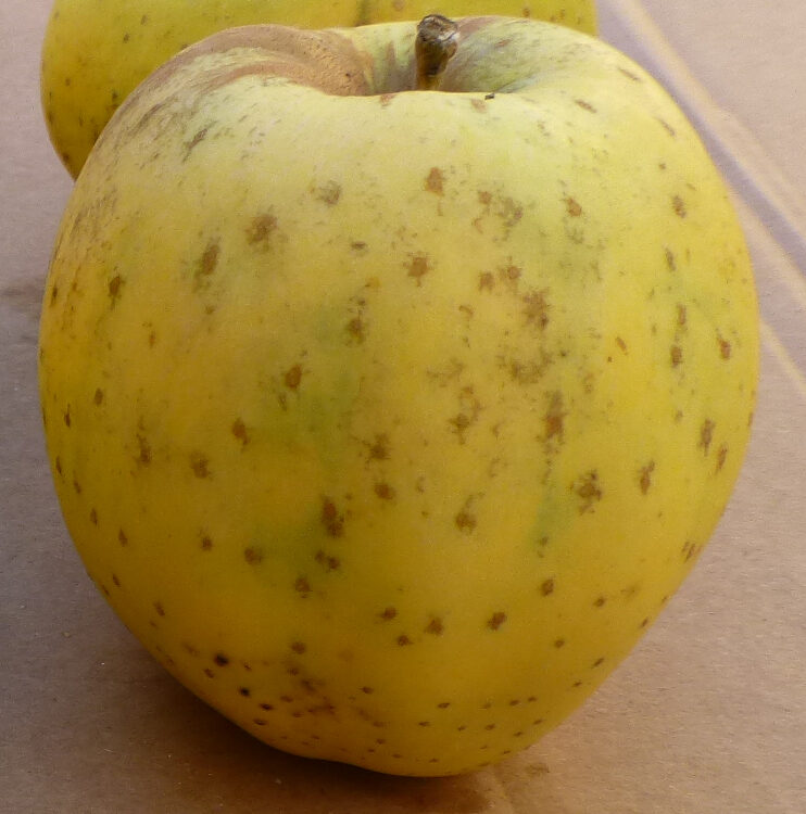 Pommier 'Belle Fleur Jaune'