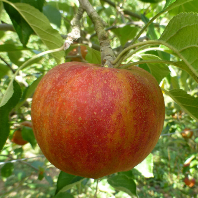 Pommier 'Cox orange'