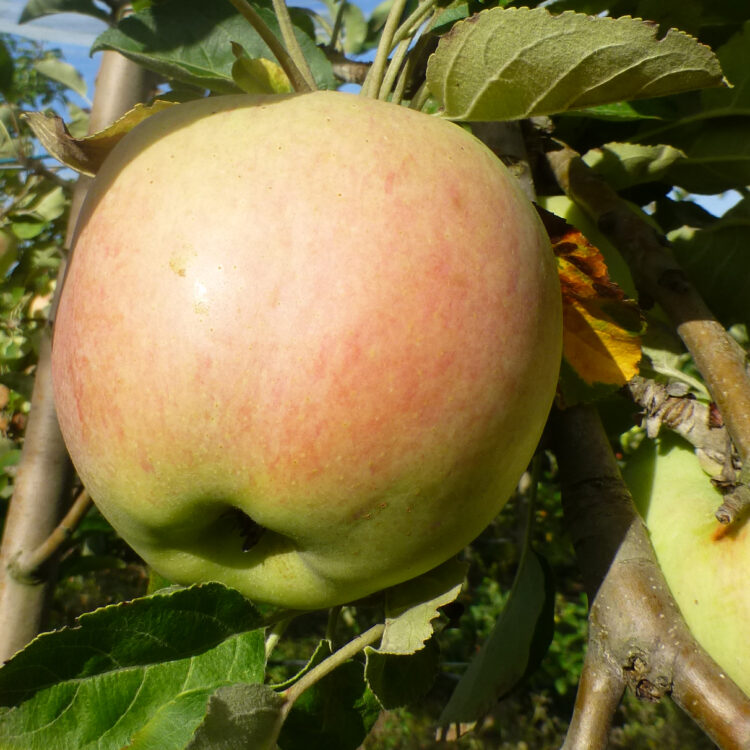 Pommier 'Grand Alexandre'