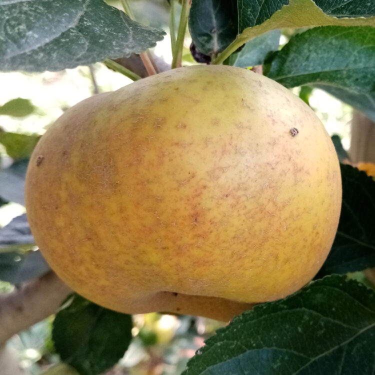 Pommier 'Blanche d'Espagne'