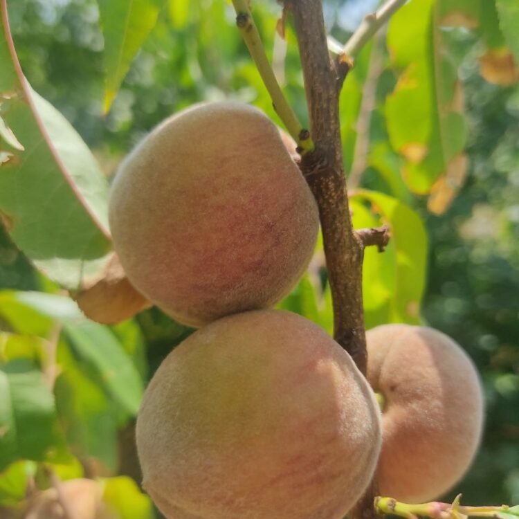 Pêcher 'Sanguine Saint-Laurent'
