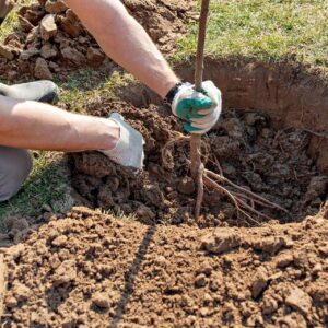 plantation arbre fruitier racines nues 3761509286